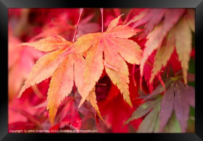 Colourful Autumn Maple Leaves At Batsford Arboretu Framed Print by Peter Greenway