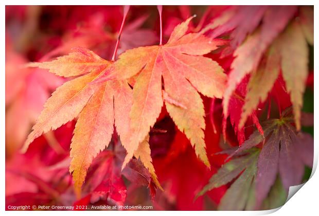 Colourful Autumn Maple Leaves At Batsford Arboretu Print by Peter Greenway