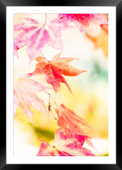 Colourful Autumn Leaves At Batsford Arboretum, Glo Framed Mounted Print by Peter Greenway
