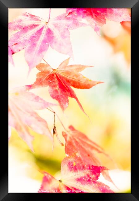 Colourful Autumn Leaves At Batsford Arboretum, Glo Framed Print by Peter Greenway