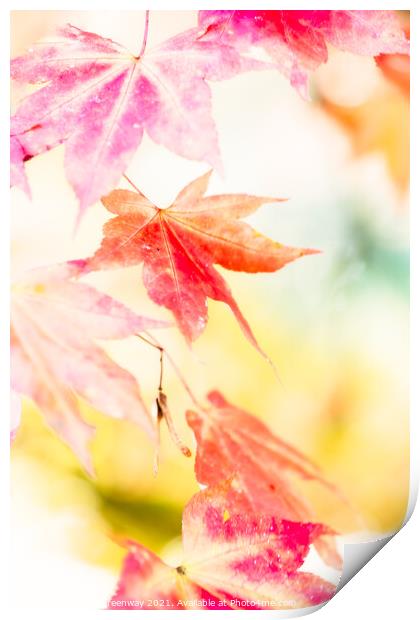 Colourful Autumn Leaves At Batsford Arboretum, Glo Print by Peter Greenway