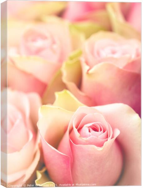 Bouquet Of Award Winning Pink Roses Canvas Print by Peter Greenway