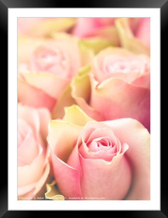 Bouquet Of Award Winning Pink Roses Framed Mounted Print by Peter Greenway