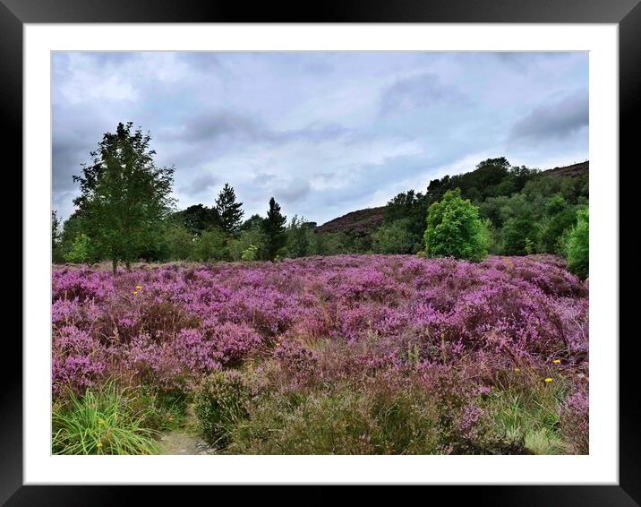 Heather on the moors Framed Mounted Print by Roy Hinchliffe