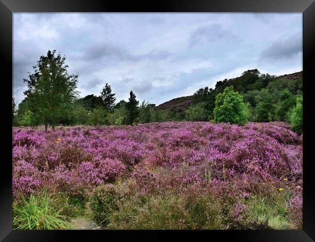 Heather on the moors Framed Print by Roy Hinchliffe