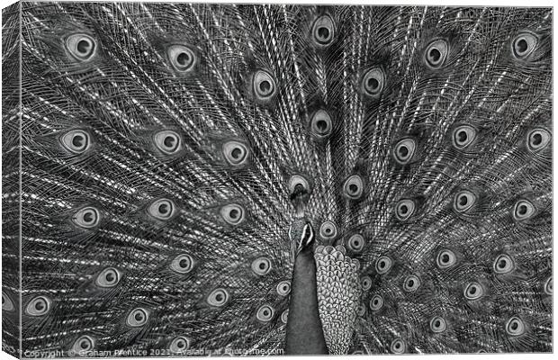 Peacock Displaying, Monochrome Canvas Print by Graham Prentice