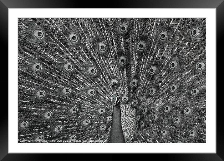 Peacock Displaying, Monochrome Framed Mounted Print by Graham Prentice