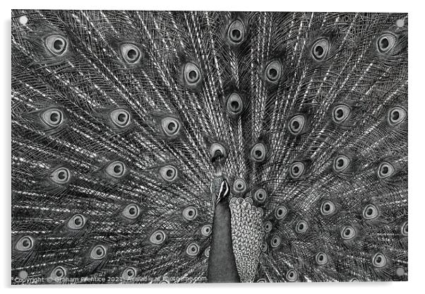 Peacock Displaying, Monochrome Acrylic by Graham Prentice