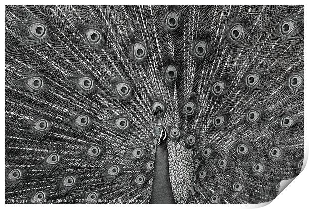 Peacock Displaying, Monochrome Print by Graham Prentice