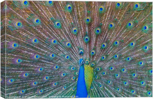 Peacock Displaying Iridescent Train Canvas Print by Graham Prentice