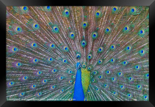 Peacock Displaying Iridescent Train Framed Print by Graham Prentice