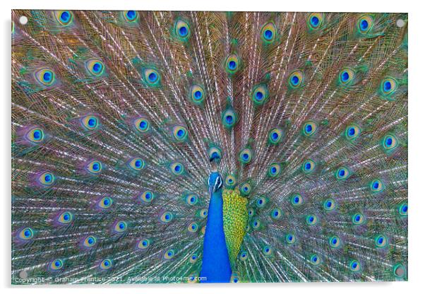 Peacock Displaying Iridescent Train Acrylic by Graham Prentice