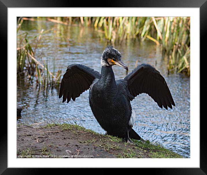 Cormorant with Wings Outstretched Framed Mounted Print by Mark Ward
