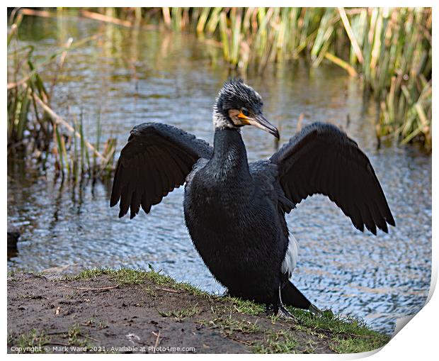 Cormorant with Wings Outstretched Print by Mark Ward