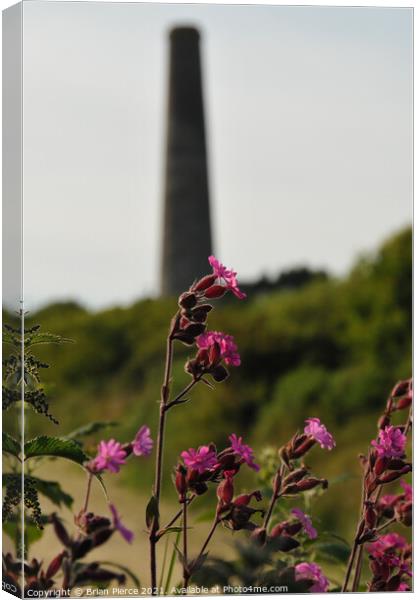 Red Campion with a Cornish Mine Canvas Print by Brian Pierce