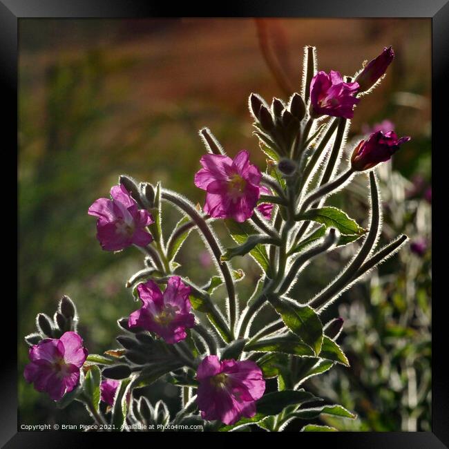 Red Campion Framed Print by Brian Pierce