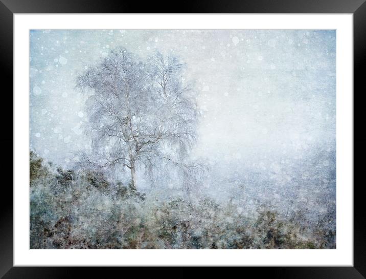 Winter Birch Framed Mounted Print by Judith Stewart