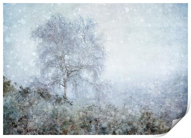 Winter Birch Print by Judith Stewart