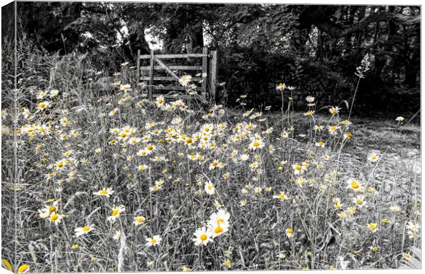 Daisy flowers, in a wood black and white colour po Canvas Print by kathy white