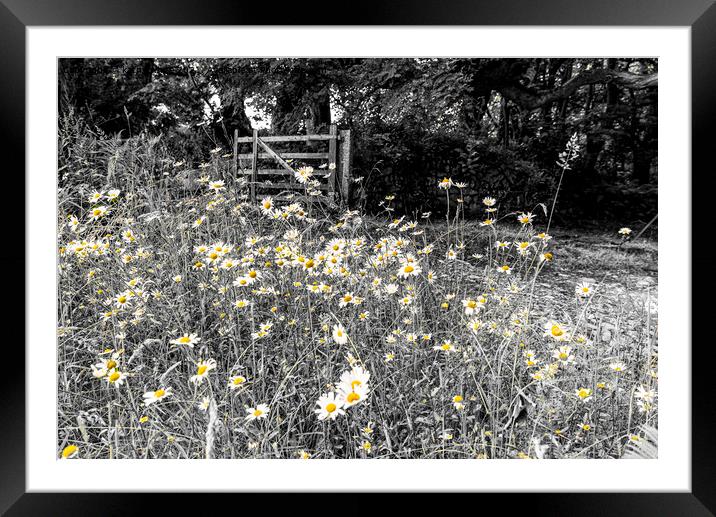 Daisy flowers, in a wood black and white colour po Framed Mounted Print by kathy white