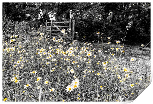 Daisy flowers, in a wood black and white colour po Print by kathy white