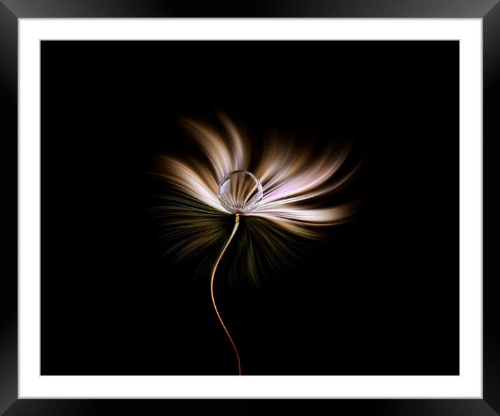 All in a twirl Framed Mounted Print by Judith Stewart