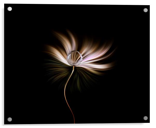 All in a twirl Acrylic by Judith Stewart