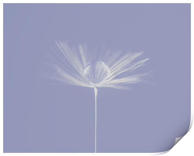 Water Droplet on Dandelion Seed Head on lilac Print by Judith Stewart