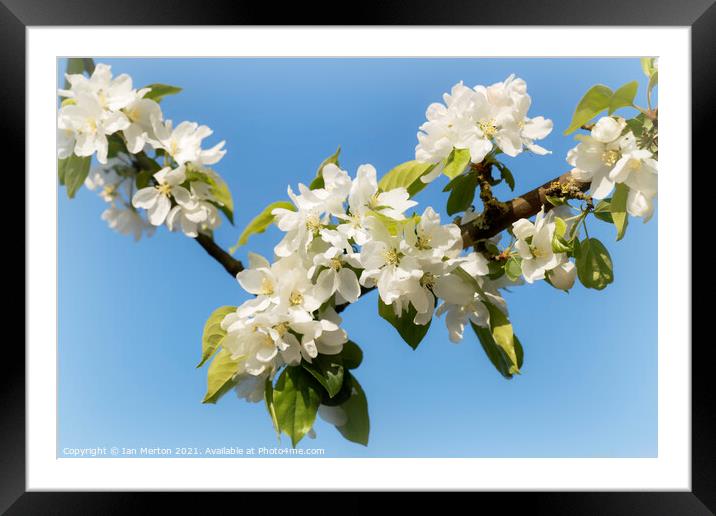 Apple Blossom Framed Mounted Print by Ian Merton