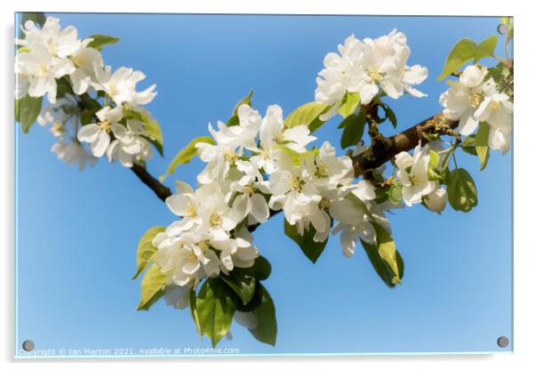 Apple Blossom Acrylic by Ian Merton