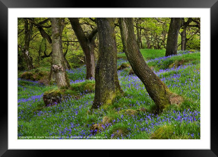 Bluebells and Oak Trees near Ingleton Framed Mounted Print by Mark Sunderland