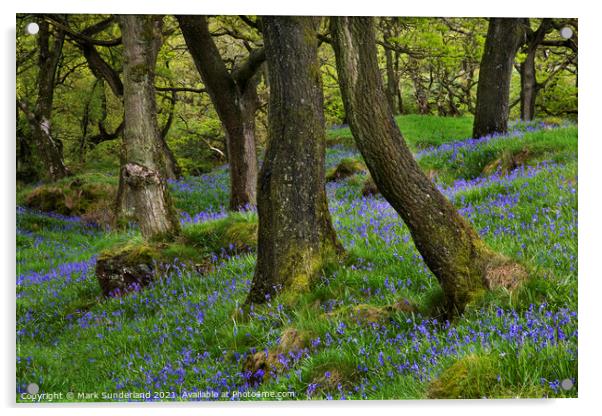 Bluebells and Oak Trees near Ingleton Acrylic by Mark Sunderland