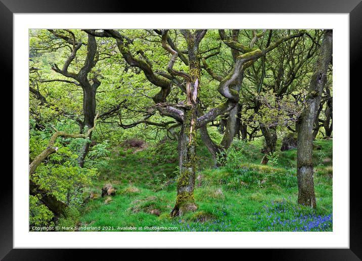 Oak Trees in Spring near Ingleton Framed Mounted Print by Mark Sunderland