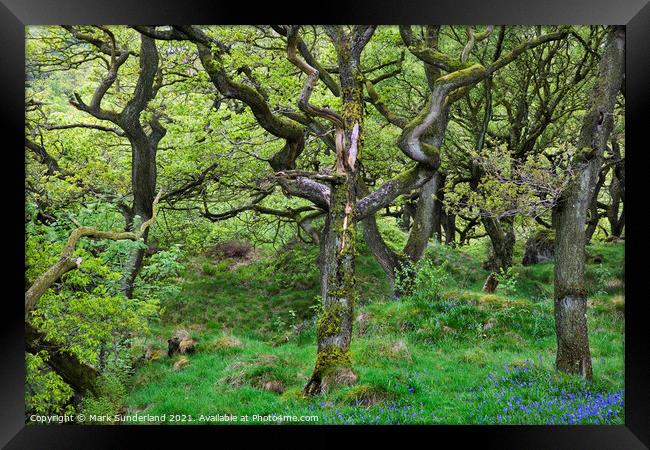 Oak Trees in Spring near Ingleton Framed Print by Mark Sunderland
