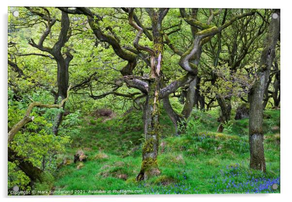 Oak Trees in Spring near Ingleton Acrylic by Mark Sunderland