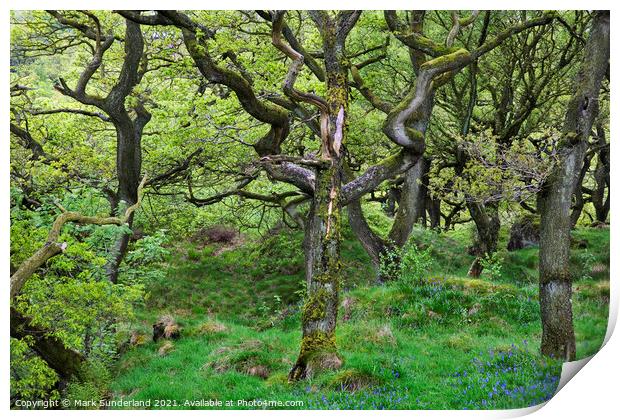 Oak Trees in Spring near Ingleton Print by Mark Sunderland