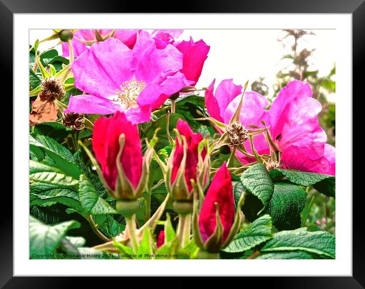 Wild Irish Roses Framed Mounted Print by Stephanie Moore