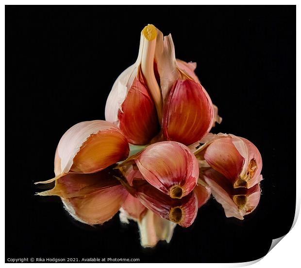 Fresh Garlic Print by Rika Hodgson