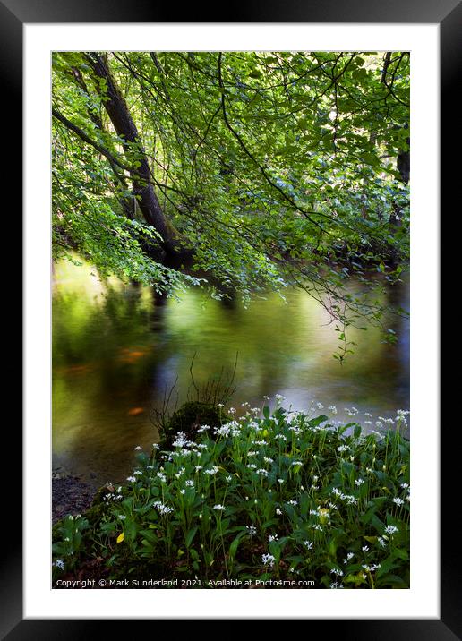 Wild Garlic by the River Wharfe in Strid Wood Framed Mounted Print by Mark Sunderland
