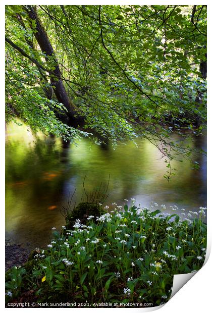 Wild Garlic by the River Wharfe in Strid Wood Print by Mark Sunderland