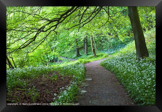 Wild Garlic Flowers by a Path in Strid Wood at Bolton Abbey Framed Print by Mark Sunderland