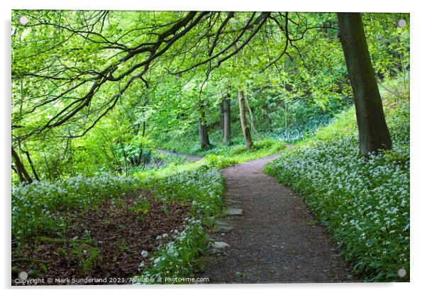 Wild Garlic Flowers by a Path in Strid Wood at Bolton Abbey Acrylic by Mark Sunderland