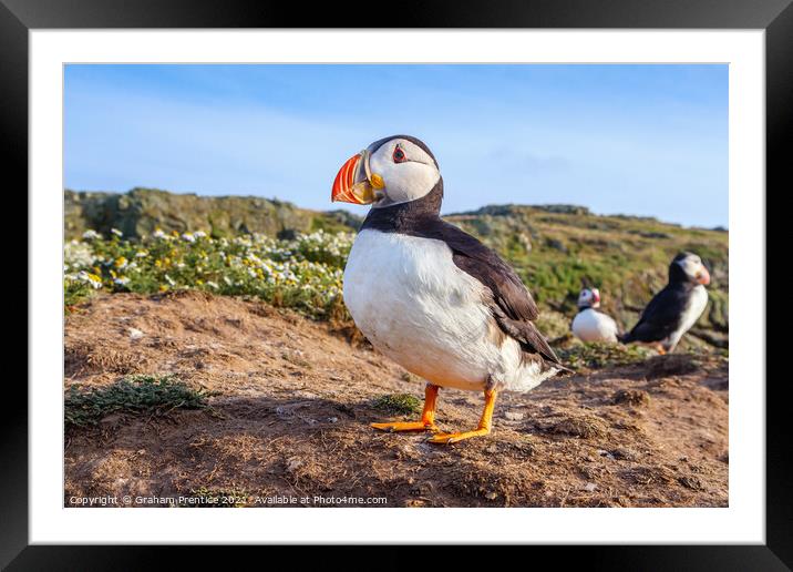 Atlantic Puffin Framed Mounted Print by Graham Prentice