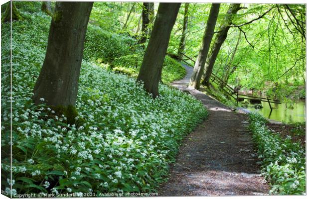 Wild Garlic Flowers by a Path in Strid Wood at Bolton Abbey Canvas Print by Mark Sunderland