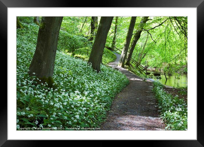 Wild Garlic Flowers by a Path in Strid Wood at Bolton Abbey Framed Mounted Print by Mark Sunderland