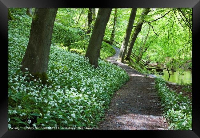 Wild Garlic Flowers by a Path in Strid Wood at Bolton Abbey Framed Print by Mark Sunderland