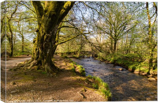 Spring sunshine on the river Fowey at Golitha falls Canvas Print by Jim Peters