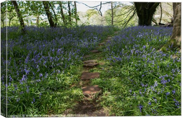 Bluebell Woods, Cornwall  Canvas Print by Brian Pierce