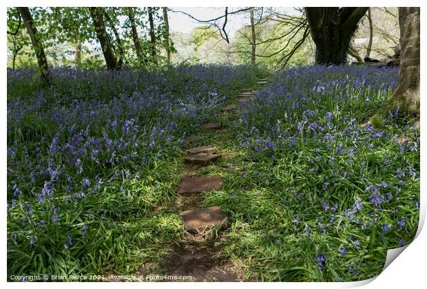 Bluebell Woods, Cornwall  Print by Brian Pierce