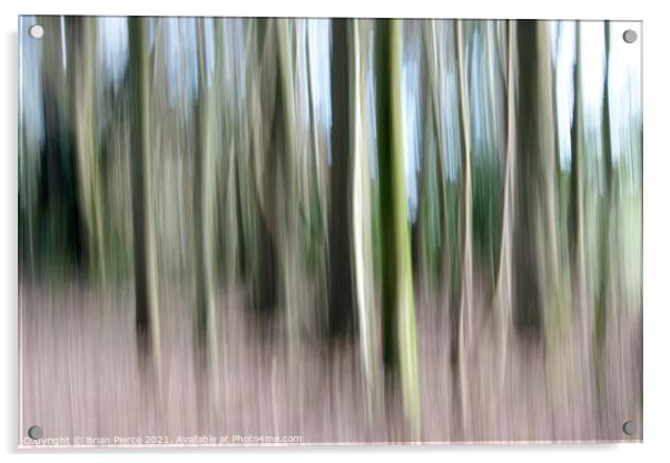 Trees (Intentional Camera Movement) Acrylic by Brian Pierce